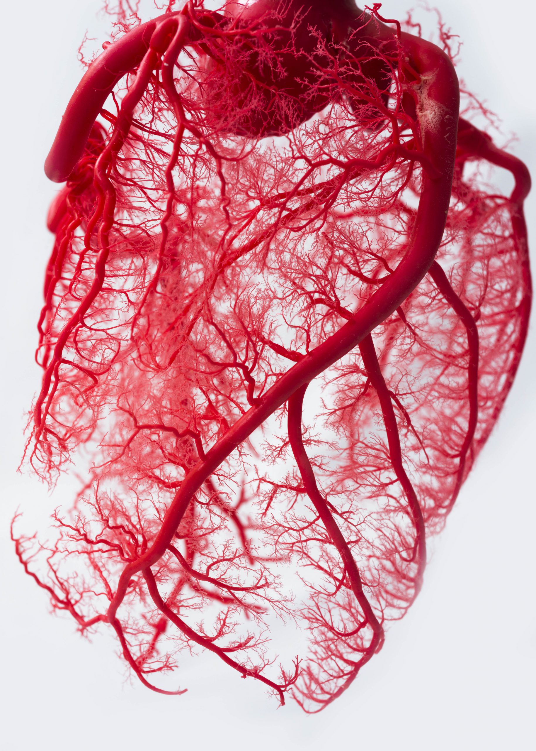 Fractal Human Heart Vascular System